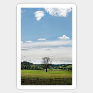 A lone tree in a field - Yorkshire, UK Sticker